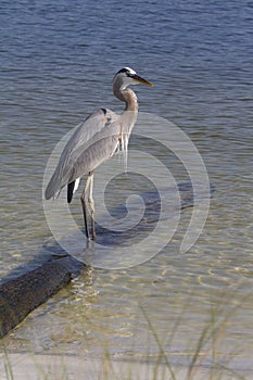 Ardea herodias