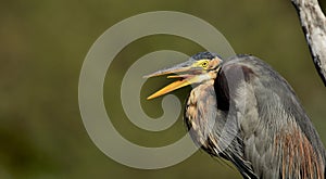 Ardea purpurea or the Purple heron with beaks open