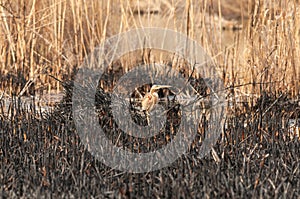 Ardea purpurea Purple heron. Burnt reeds nature background