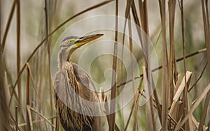 Ardea purpurea or the Purple heron in a camouflage