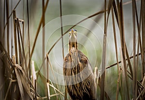 Ardea purpurea or the Purple heron in a camouflage