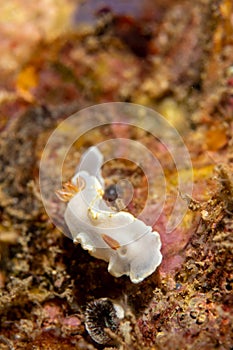 Ardeadoris averni nudibrach closeup photography closeup photograpy in a Boonsung wreck near Khao Lak Thailand