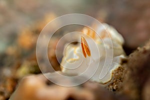 Ardeadoris averni nudibrach closeup photography closeup photograpy in a Boonsung wreck near Khao Lak Thailand