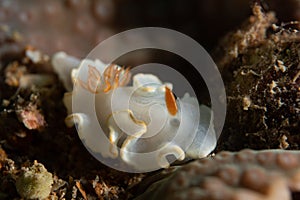 Ardeadoris averni nudibrach closeup photography closeup photograpy in a Boonsung wreck near Khao Lak Thailand