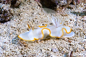 Ardeadoris cf. averni Nudibranch