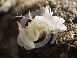 Ardeadoris egretta