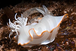 Ardeadoris egretta Nudibranch