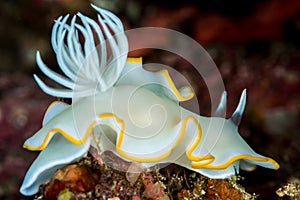 ardeadoris Rudman nudibranch sea slug