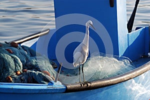 Ardeidae Bird in Acre Israel