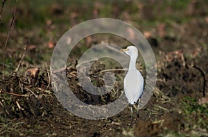 The ardeids are a family of birds of the order Pelecaniformes to which belong, for example, the herons.