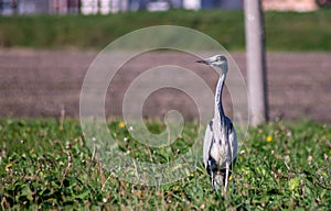 The ardeids are a family of birds of the order Pelecaniformes to which belong, for example, the herons.