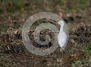 The ardeids are a family of birds of the order Pelecaniformes to which belong, for example, the herons.