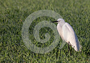 The ardeids are a family of birds of the order Pelecaniformes to which belong, for example, the herons.