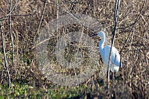 The ardeids are a family of birds of the order Pelecaniformes to which belong, for example, the herons.