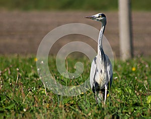 The ardeids are a family of birds of the order Pelecaniformes to which belong, for example, the herons.