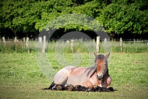 Ardenne Horse Resting In Meadow