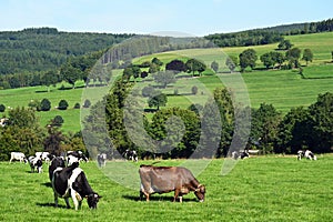 Ardenner meadow landscape