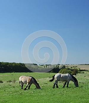 Ardennes horses on blue sky