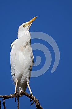 Ardeola Ibis