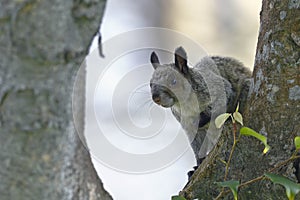 Ardilla de nuca blanca Simosciurus nebouxii photo