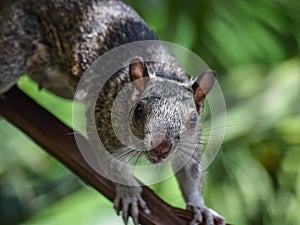 Ardilla hembra curiosa photo