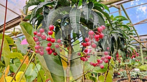 Ardisia crenataÂ . Spop plat. Indonesian 3 August 2024