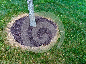 Area around a tree trunk treated with weed killer