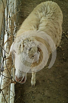 The area arThe sheep are four-legged animals, ruminants and mammals. Most sheep used to be wild