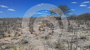 area of caatinga vegetation degraded by mining as photo