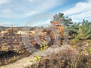 Area of Chobham common after a fire