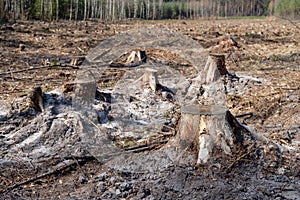 Area of cleared coniferous forest. Trunks of felled trees and a pile of wood