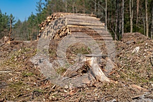 Area of cleared coniferous forest. Trunks of felled trees and a pile of wood