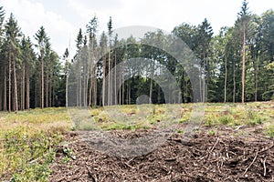 Area of cleared woodland in the middle of a forest