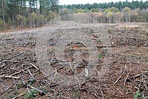 Area of Deforestation.