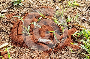 Ants Nest On The Ground