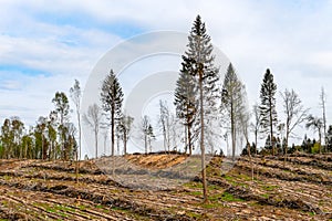 Area of illegal cutting of vegetation growing in the forest