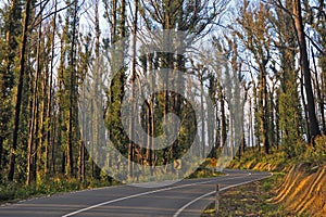 The area of Kinglake Victoria,one of the worst hit bushfire regions.