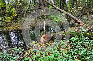 The area near the river where beavers live