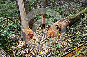 The area near the river where beavers live