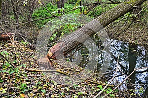 The area near the river where beavers live