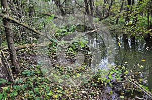 The area near the river where beavers live