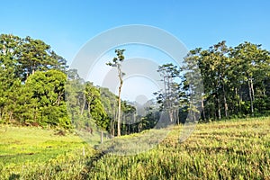 Area in Suoi Tia near Ho Tuyen Lam lake, Da Lat city, Vietnam