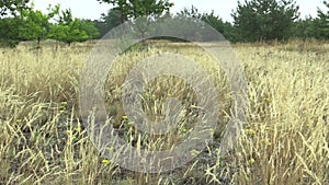 Area of a unique biotope community on open sandy sands on the northern edge of the Pannonian Lowland with a number of