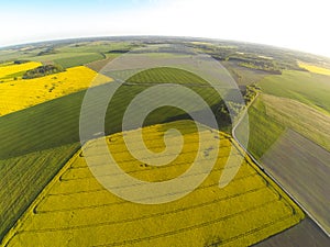 Areal view of blooming raps field