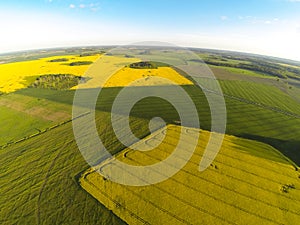 Areal view of blooming raps field photo