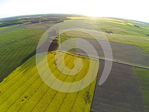 Areal view of blooming raps field