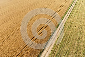 Areal view of corn field