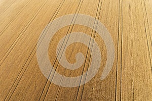 Areal view of corn field