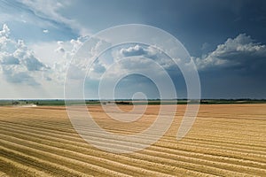 Areal view of crop fields in sunny summer day. Wheat Harvest.