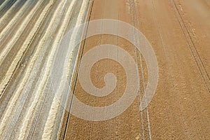 Areal view of crop fields in sunny summer day. Wheat Harvest